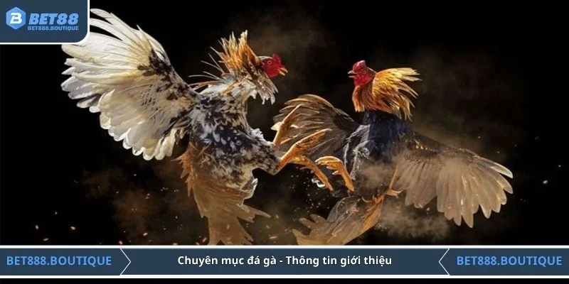 Chuyên mục đá gà - Thông tin giới thiệu