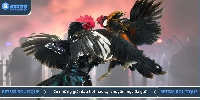 Có những giải đấu hot nào tại chuyên mục đá gà?