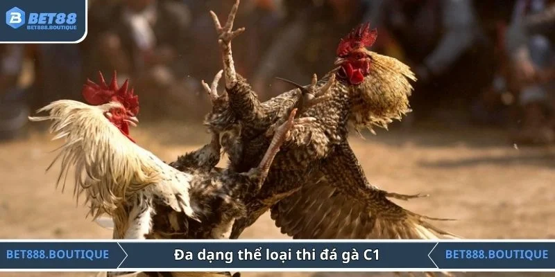 Đa dạng thể loại thi đá gà C1