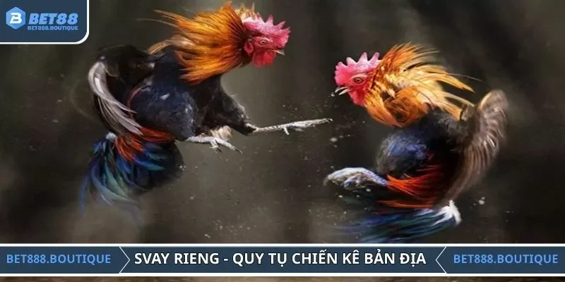 Svay Rieng - Nơi quy tụ nhiều chiến kê bản địa cực mạnh