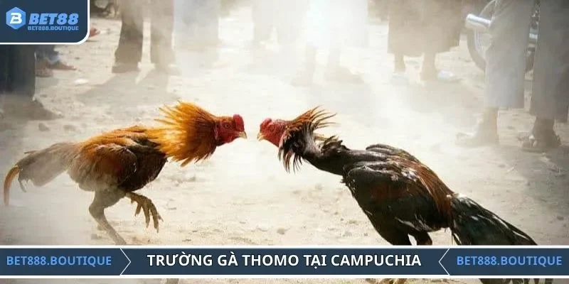 Tìm hiểu trường gà Thomo nổi tiếng tại Campuchia