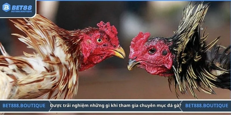 Được trải nghiệm những gì khi tham gia chuyên mục đá gà?