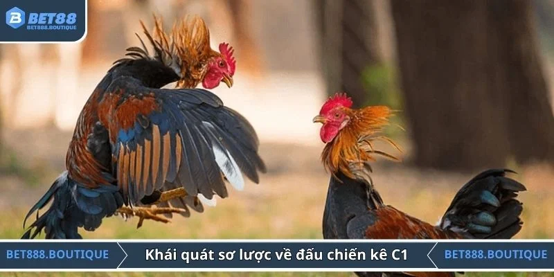 Khái quát sơ lược về đấu chiến kê C1